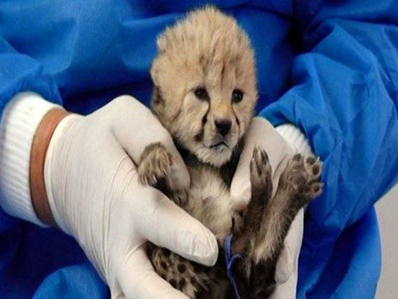 رییس محیط زیست: باید منصفانه قضاوت کنیم؛ پروژه تکثیر یوزپلنگ دستاوردهای قابل مطالعه ای داشت رییس محیط زیست: باید منصفانه قضاوت کنیم؛ پروژه تکثیر یوزپلنگ دستاوردهای قابل مطالعه ای داشت