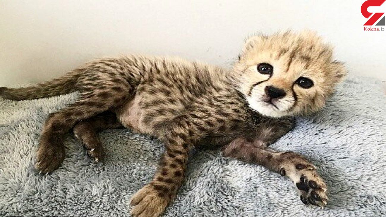 آخرین وضعیت سومین توله یوزپلنگ ایرانی / به احتمال 60 درصد زنده می ماند آخرین وضعیت سومین توله یوزپلنگ ایرانی / به احتمال 60 درصد زنده می ماند