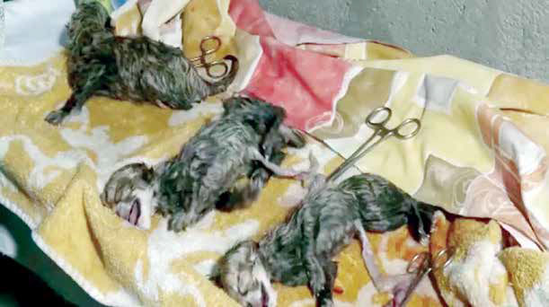 تناقضگویی و مقصریابی درخصوص تولهیوزها تناقضگویی و مقصریابی درخصوص تولهیوزها