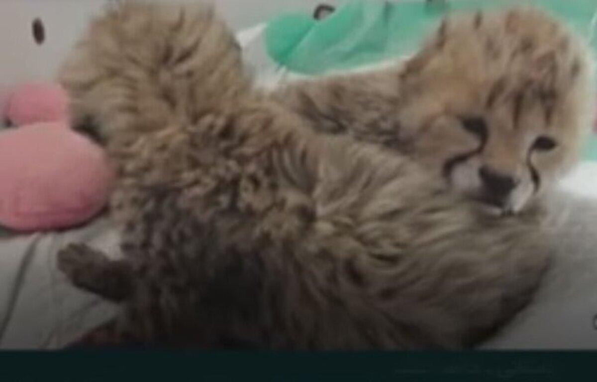 آخرین وضعیت سومین توله یوز «ایران» آخرین وضعیت سومین توله یوز «ایران»