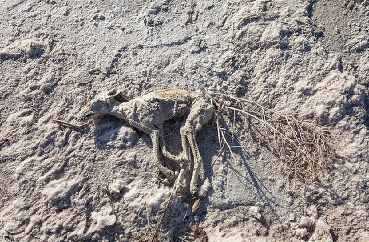 ۳۱ استان کشور تشنهاند؛ خشکسالی ایران را میبلعد؟ ۳۱ استان کشور تشنهاند؛ خشکسالی ایران را میبلعد؟