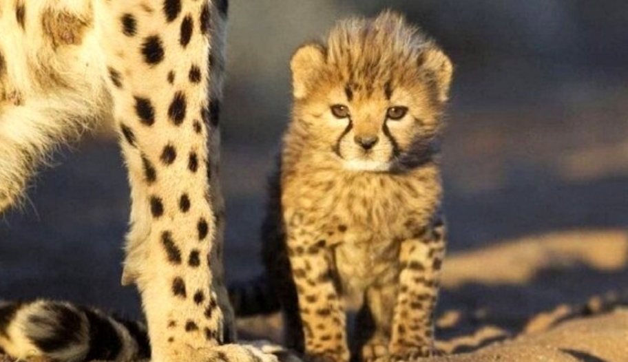 مشاهده یک توله یوزپلنگ آسیایی در حاشیه شمالی پناهگاه حیات وحش میاندشت مشاهده یک توله یوزپلنگ آسیایی در حاشیه شمالی پناهگاه حیات وحش میاندشت