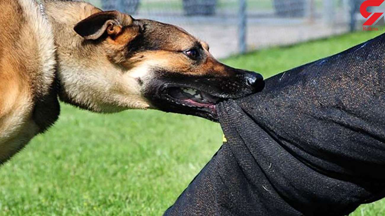 حمله خونین سگ خانگی به پسر 12 ساله / در رفسنجان رخ داد حمله خونین سگ خانگی به پسر 12 ساله / در رفسنجان رخ داد