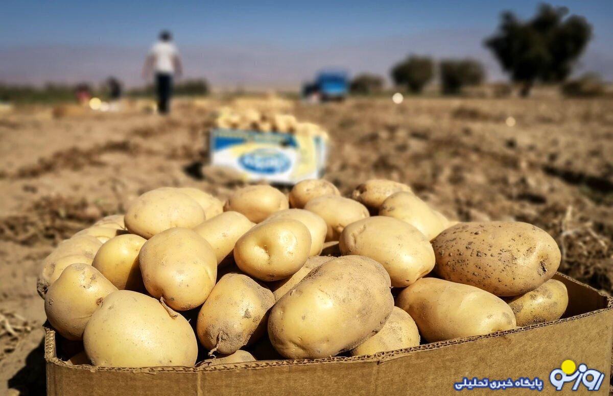 چرا سیب زمینی گران شد؟/ کمبود سیب زمینی، نتیجه بیتوجهی دولت به ریال است چرا سیب زمینی گران شد؟/ کمبود سیب زمینی، نتیجه بیتوجهی دولت به ریال است