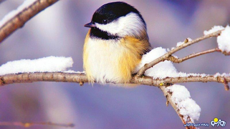 سامانه بارشی آخر هفته از راه میرسد/ این استان ها برفی و بارانی میشوند سامانه بارشی آخر هفته از راه میرسد/ این استان ها برفی و بارانی میشوند