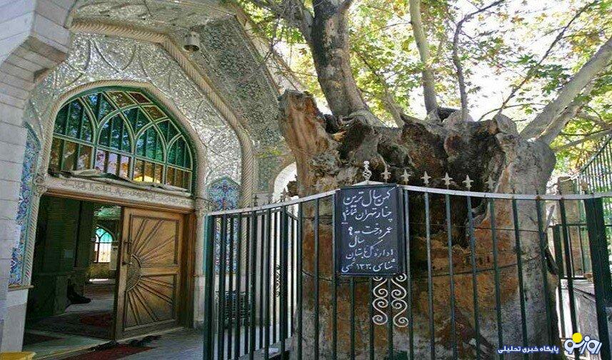 پیرترین موجود زنده تهران را بشناسید پیرترین موجود زنده تهران را بشناسید